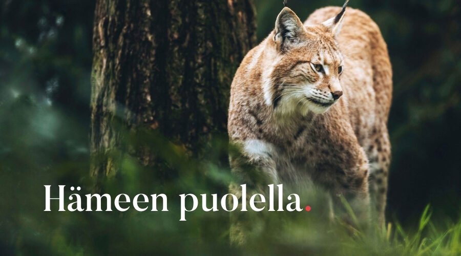 hämeen ilves metsässä