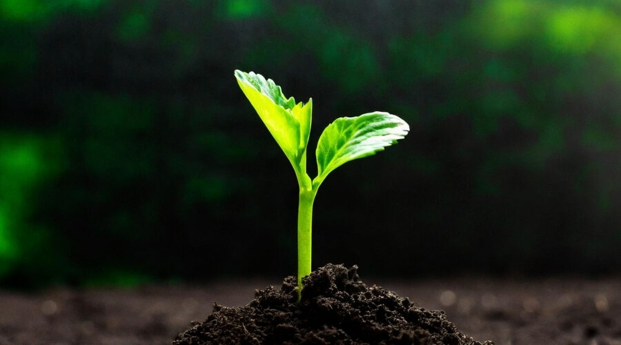 kasvin alku tuoreessa mullassa